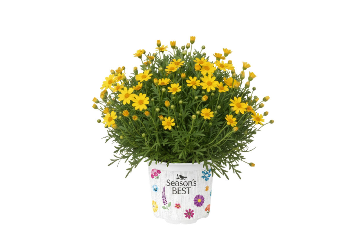 Seasonal Colours mix - Eenjarige planten - Diverse kleuren