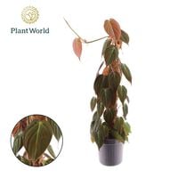 Syngonium - Pijlpuntplant - Kamerplant - 16 cm