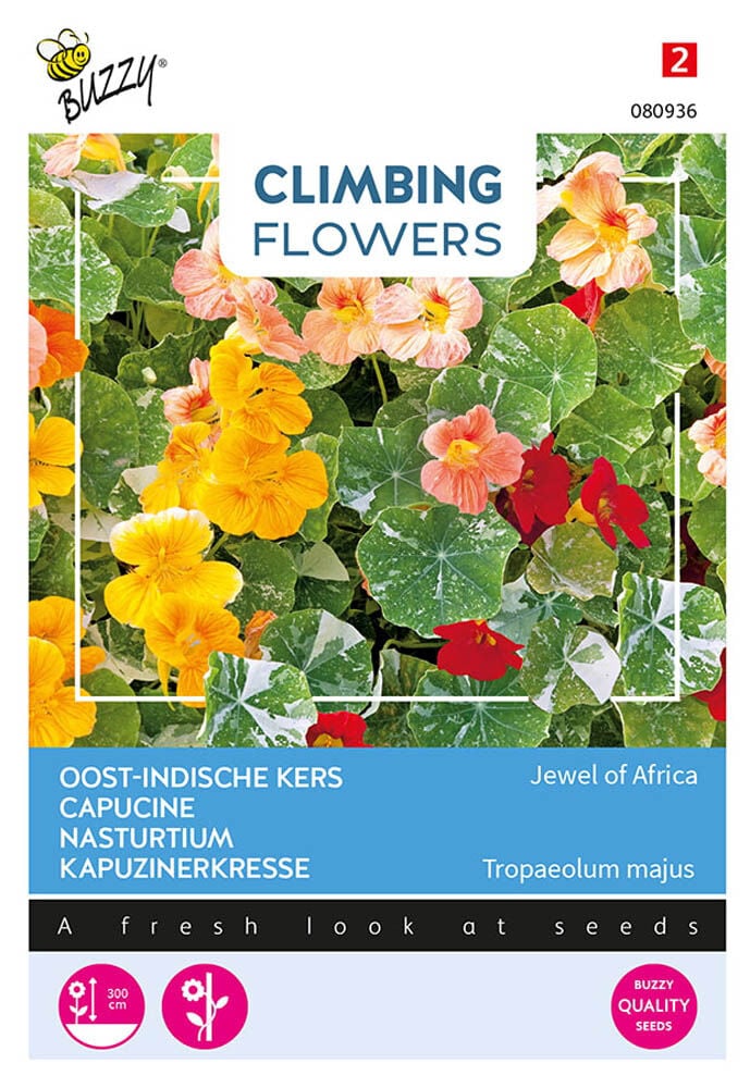 Buzzy Climbers Tropaelum Jewel of Africa - Bloemzaden