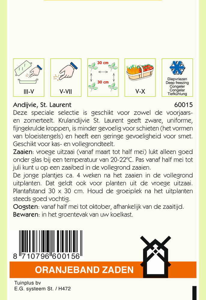 Oranjeband zaden Andijvie st Laurent - Groentezaden