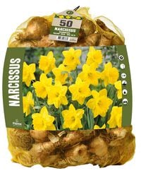 Florex Narcissen Voordeelverpakking  - Bloembollen