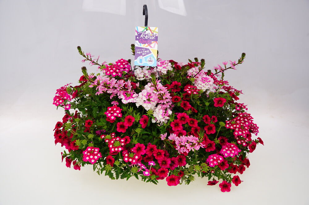 Festival Colours Perkplanten mix - Eenjarige planten - Diverse kleuren