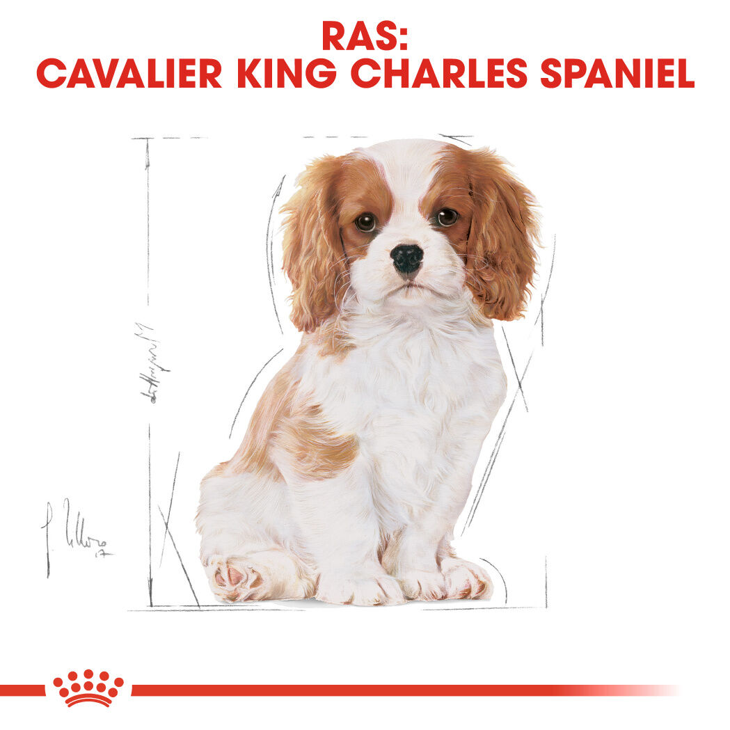 Royal Canin Cavalier King Charles Puppy - Hondenvoer