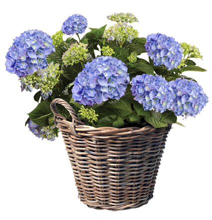 Aardappelmand Lana - 39 cm