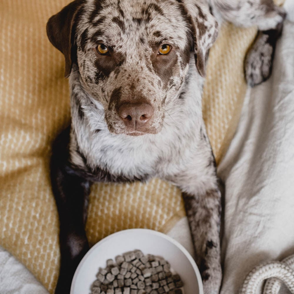 District 70 Bamboe - Voerbak - Beige - 17 cm