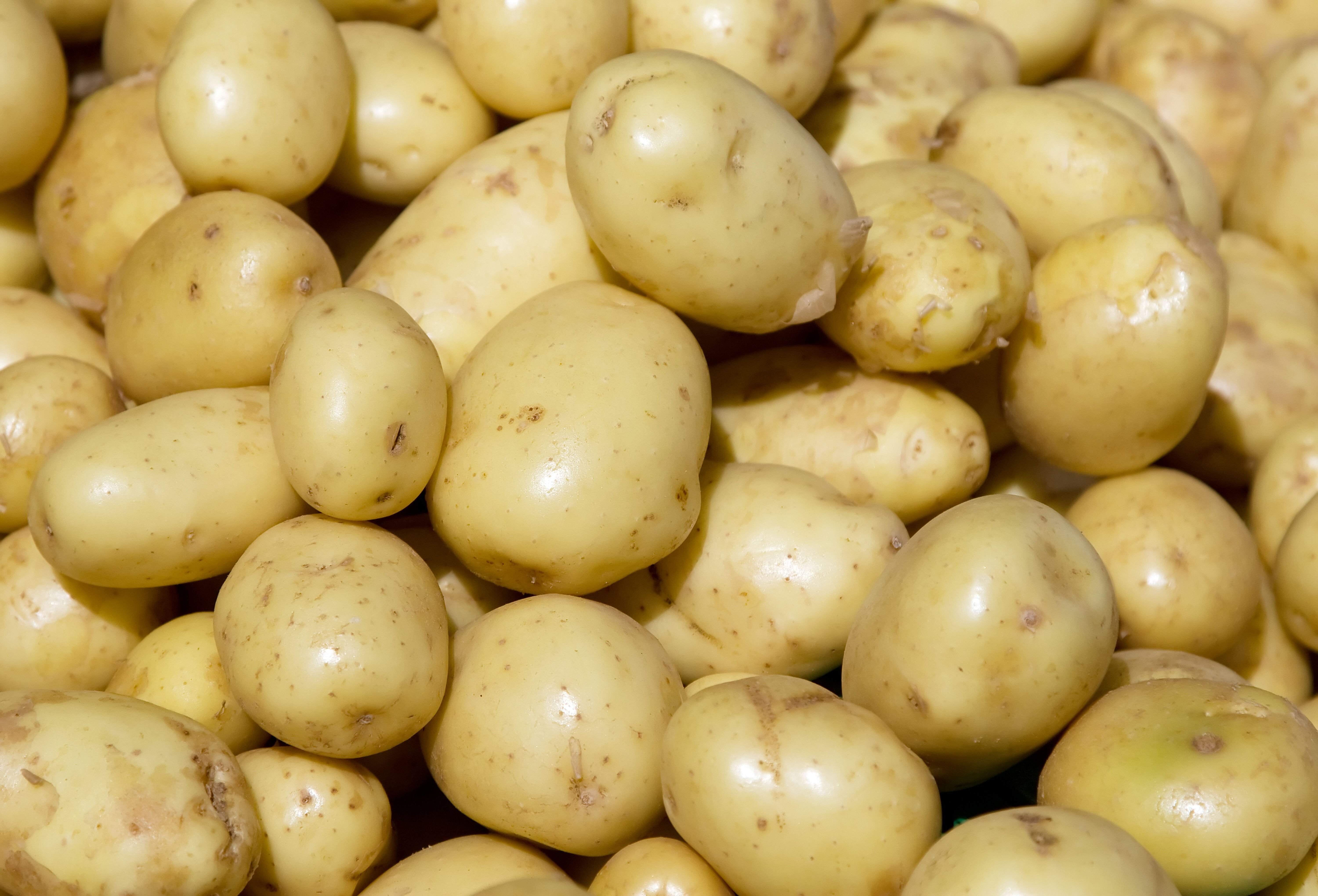 Lekkerlander - Pootaardappelen - 2.5 Kilogram - Kruimig Lekkerlander - Pootaardappelen - 2.5 Kilogram - Kruimig