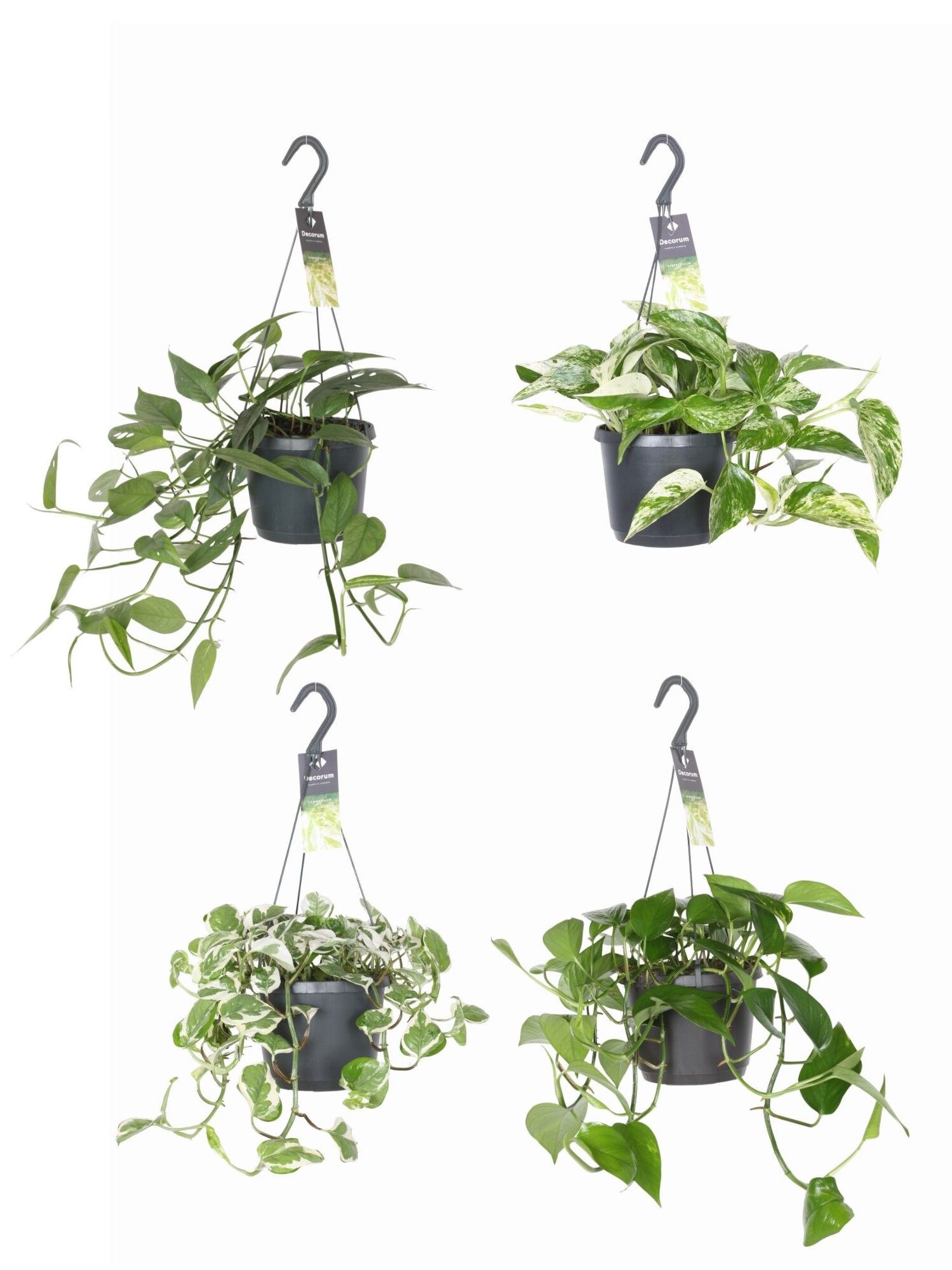 Epipremnum - Hangplant