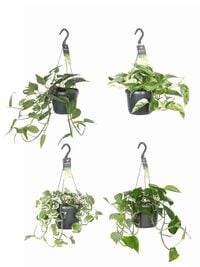 Epipremnum - Hangplant - 17 cm