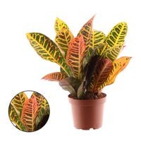 Croton - Kamerplant - 12 cm