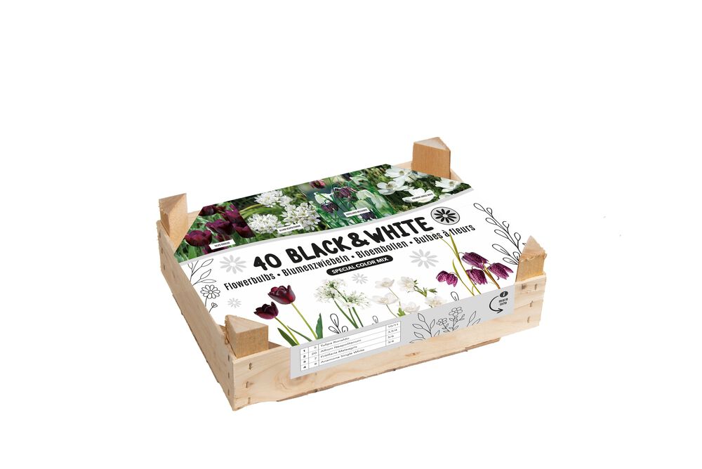 Florex Bloembollen mix - in Kistje