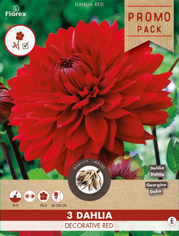 Florex Dahlia Deco - Bloembollen