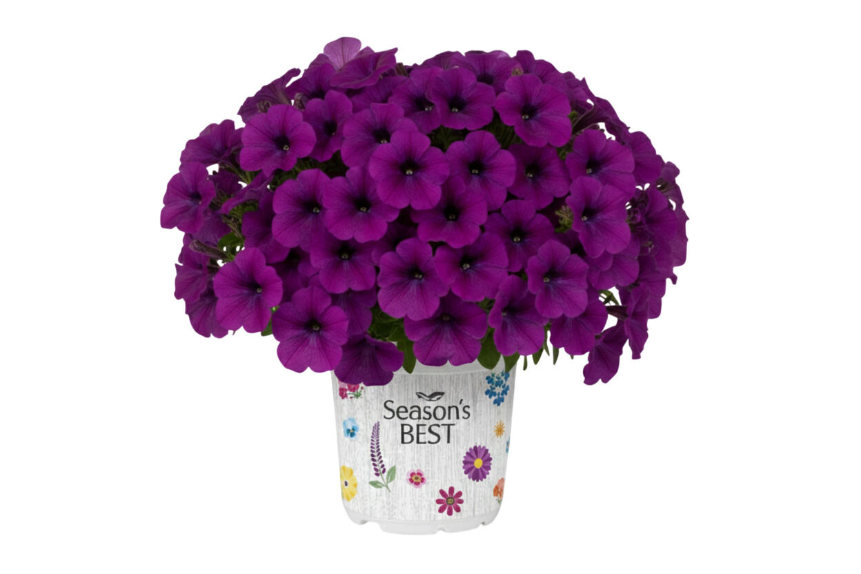 Seasonal Colours mix - Eenjarige planten - Diverse kleuren