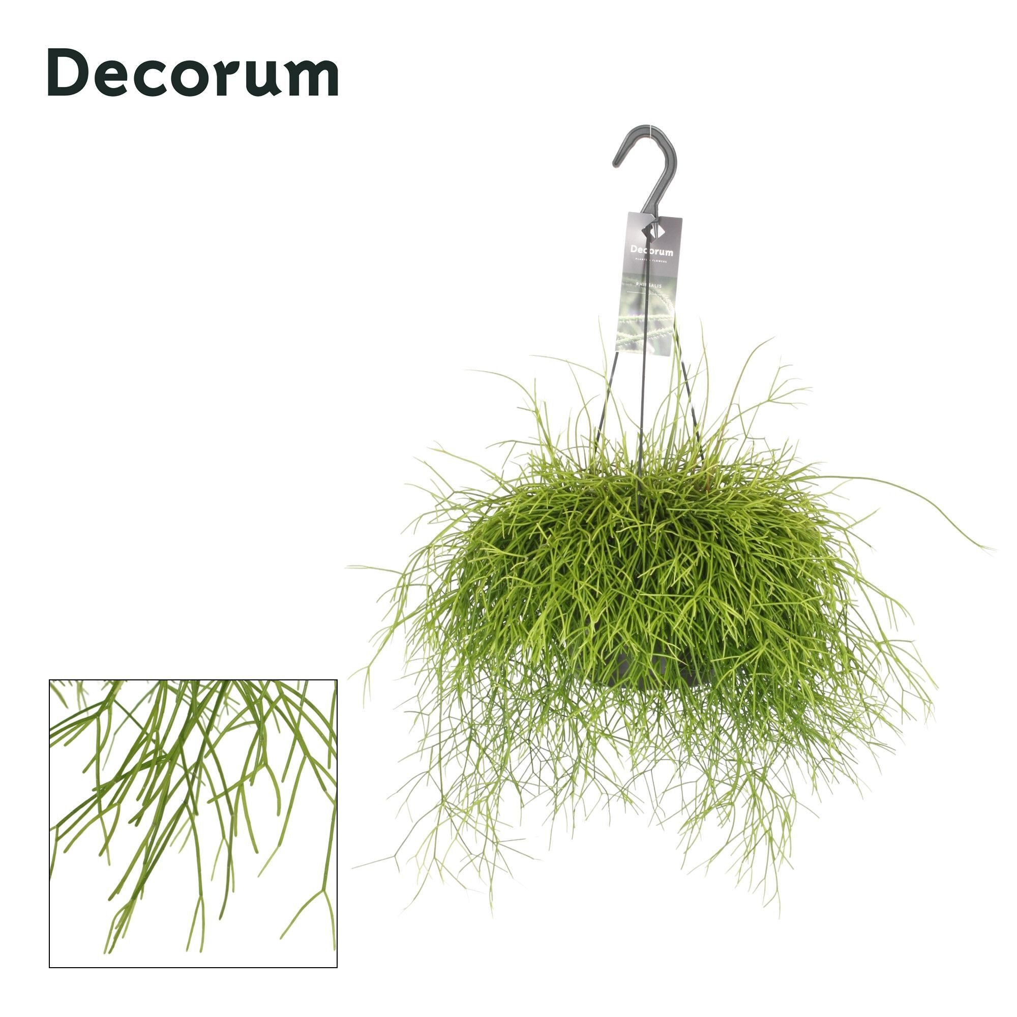 Rhipsalis Mix (rotskoraal) - Kamerplant - 10.5 cm