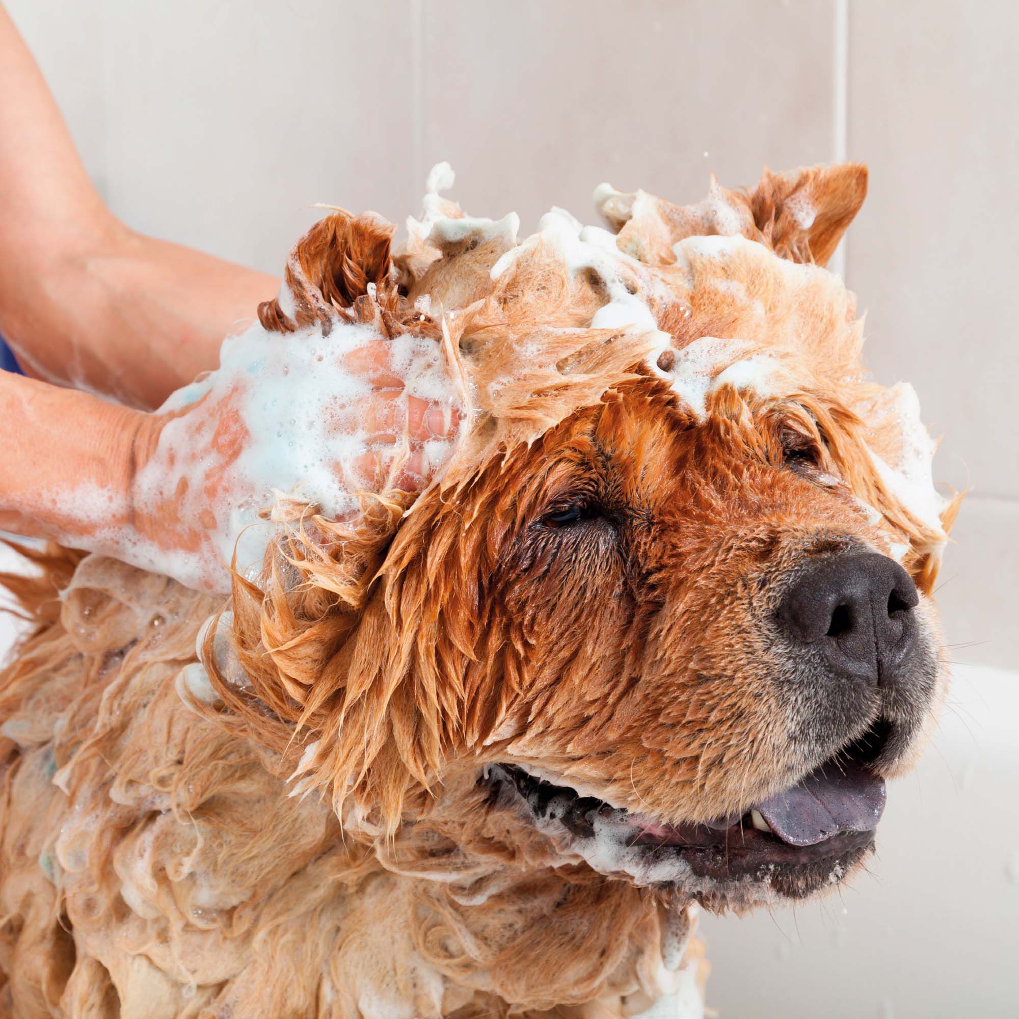 Beaphar Knock-Down - Anti Vlooienshampoo Hond en Kat - 200