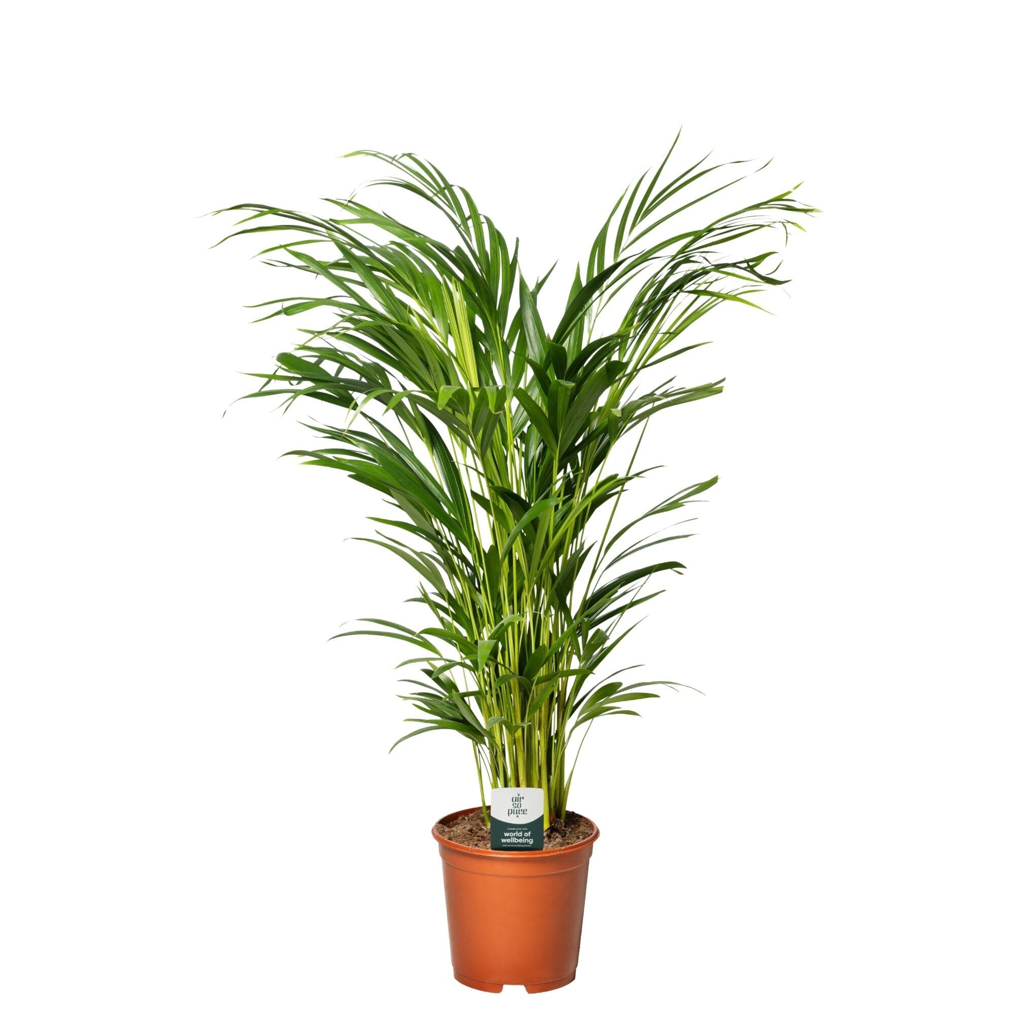 Dypsis Lutescens - Goudpalm - Kamerplant