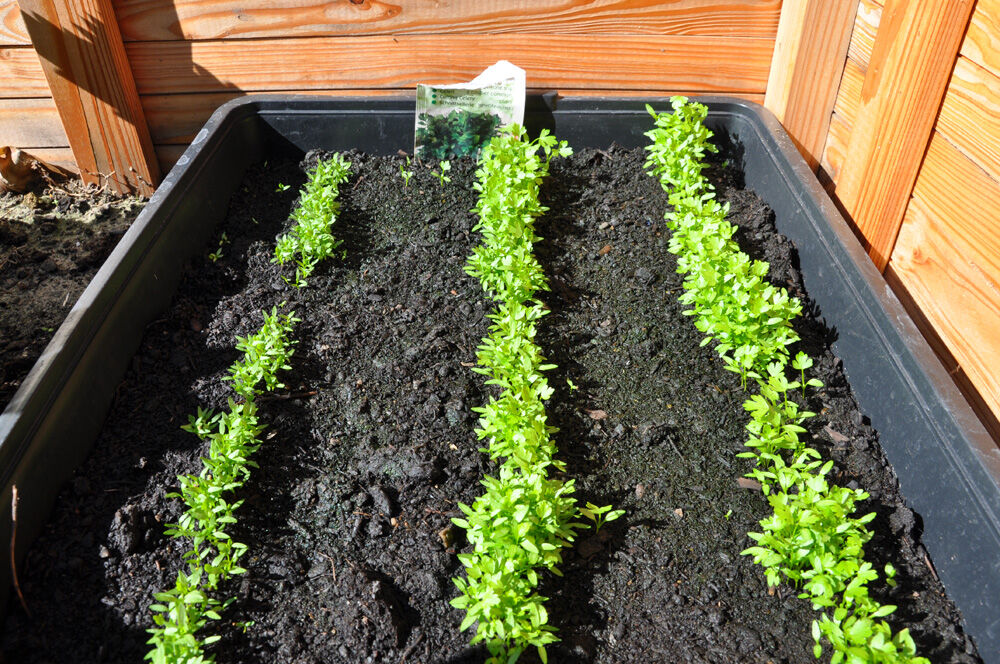 Royal Well Zaaikist 15L  - Kas accessoires