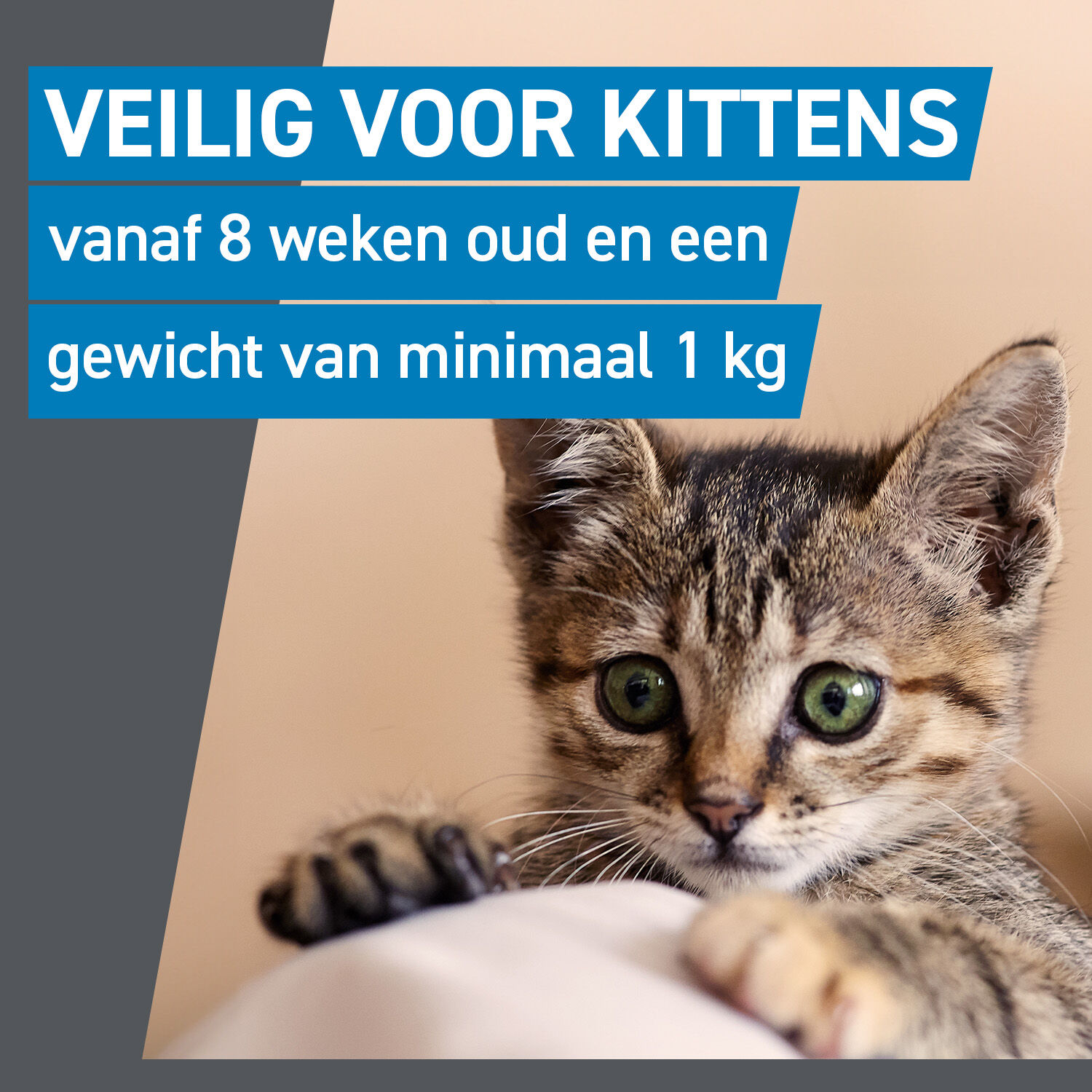 Frontline Spot On - Vlooien en tekenpipet - 3 pipetten - 3 Stuks