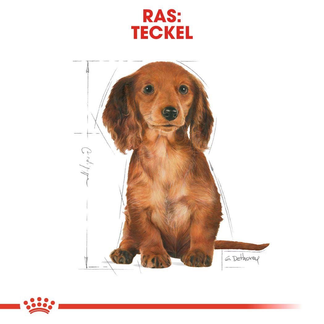 Royal Canin BHN Dachshund Puppy - Hondenvoer - 1500 Gram - gevogelte