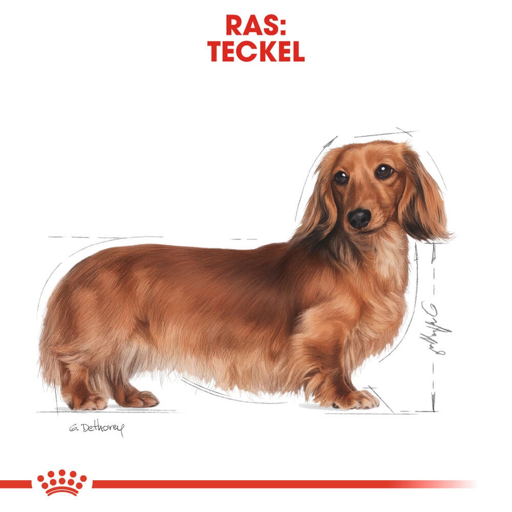 Royal Canin Dachshund Adult Pouch - Hondenvoer - 12x85 gram - 1020 Gram - gevogelte