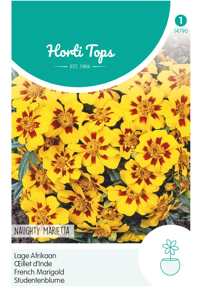 Hortitops Lage Afrikaan Naugthy Marietta - Bloemzaden