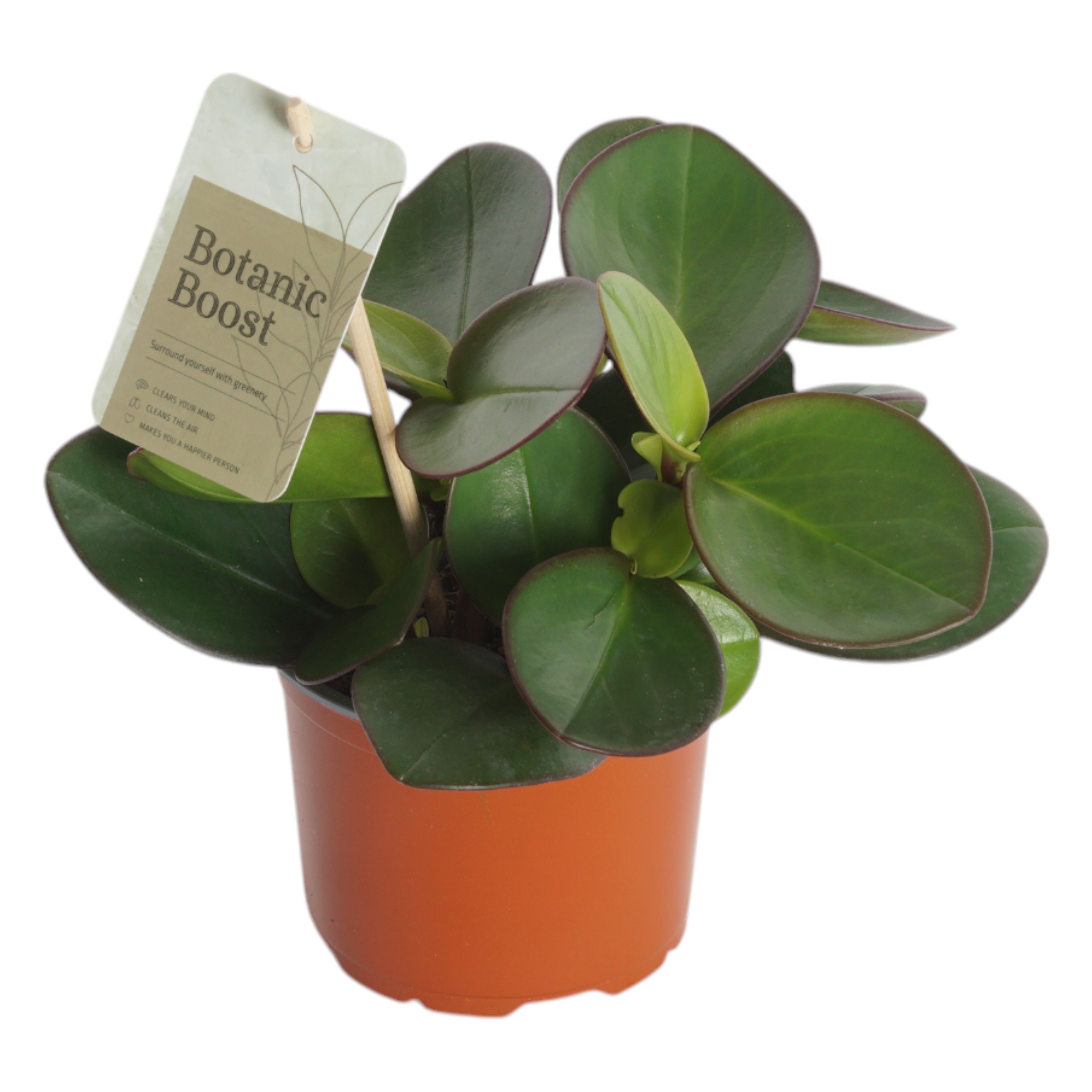Peperomia - Kamerplant - 12 cm