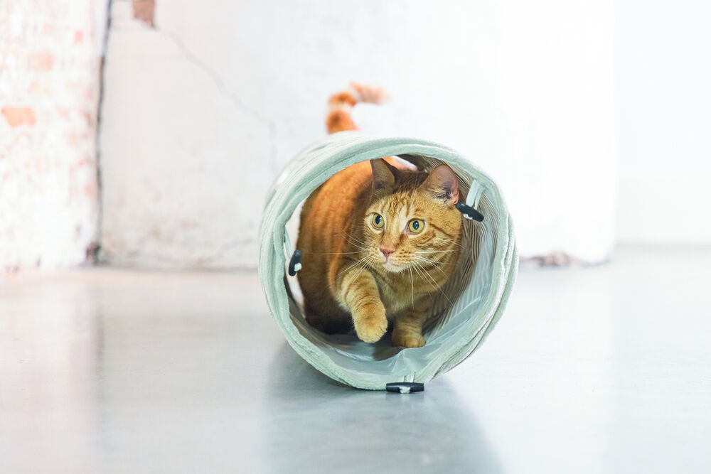 Designed by Lotte Rib - Kattentunnel - Roze