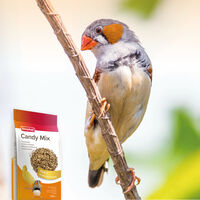 Beaphar Candy Mix Snoepzaad - Vogelsnacks - 150 Gram - Aanvullend voer