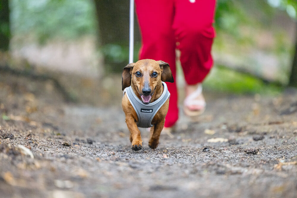 Beeztees Parinca Instaptuig - Hondentuig - grijs - 30 tot 35 cm