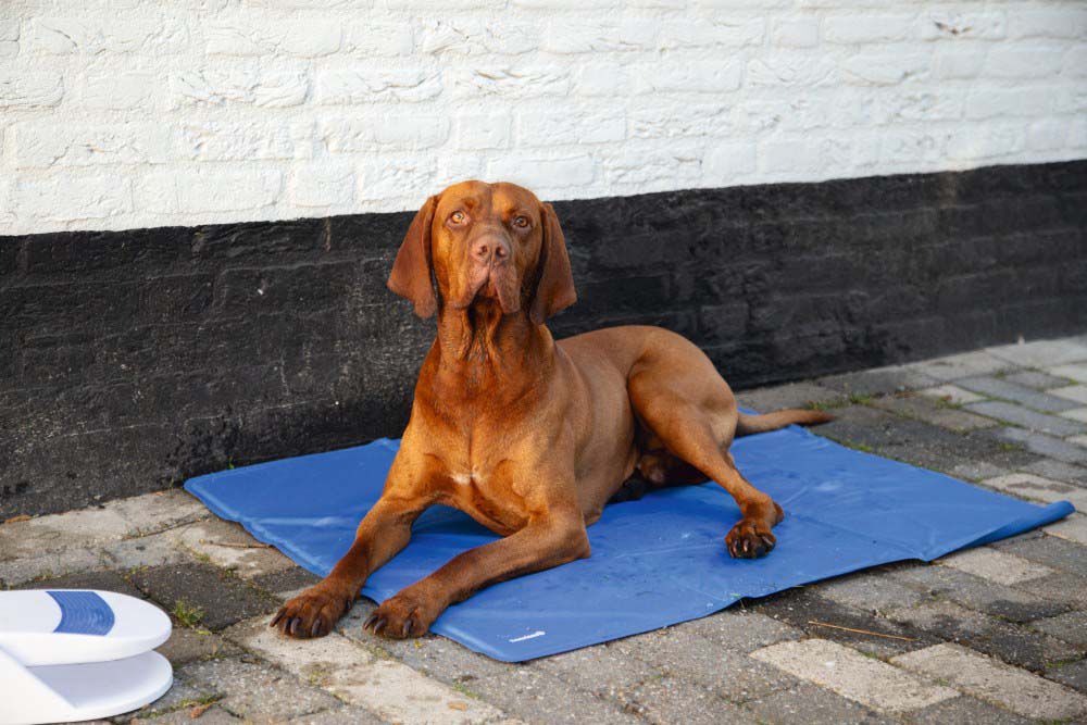 Beeztees Quick Cooler Izi - Koelmat hond - Blauw - S