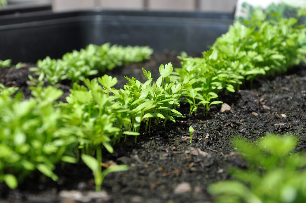 Royal Well Zaaikist 15L  - Kas accessoires