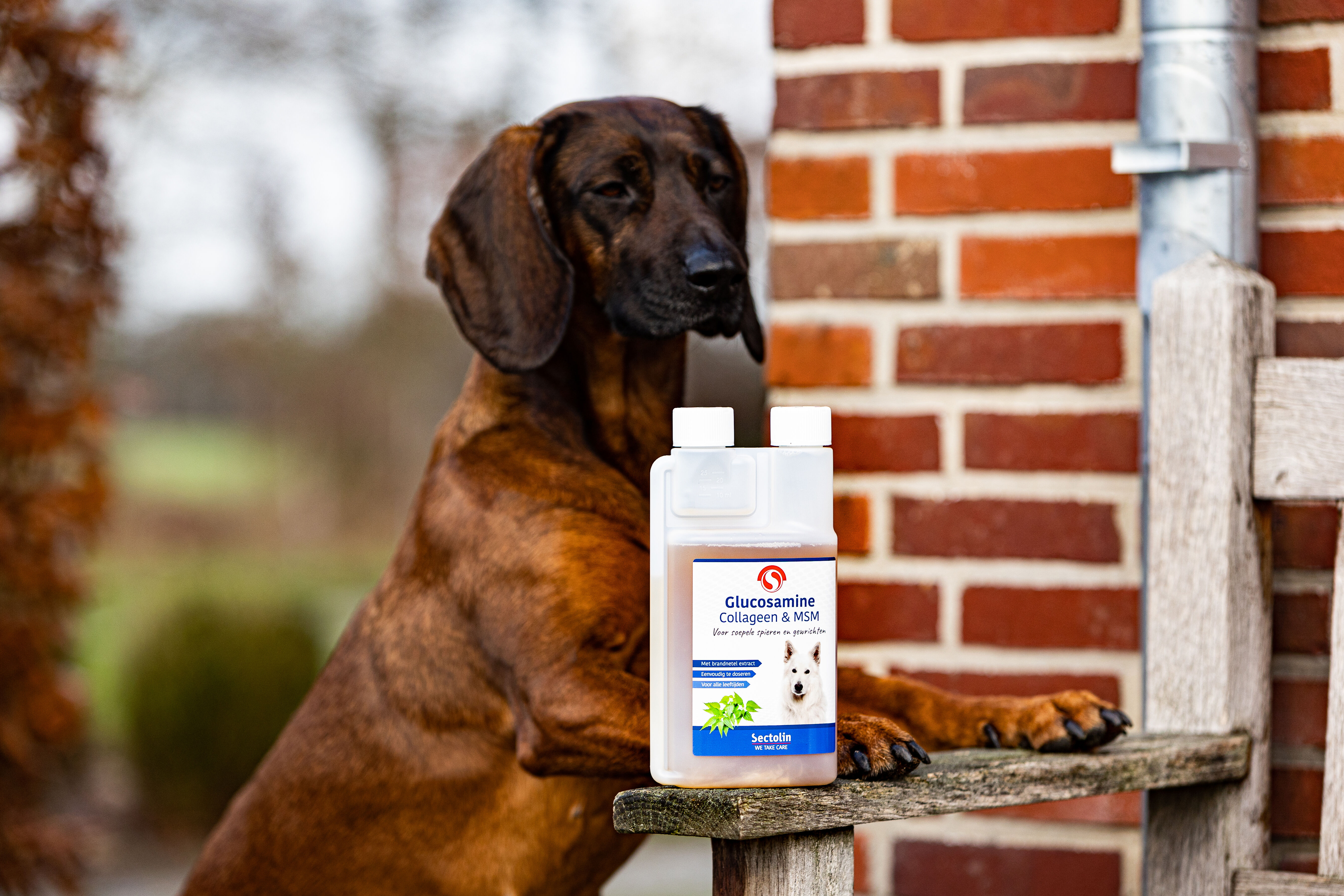 Sectolin Glucosamine Collageen & MSM - Gewrichten en spieren  Hond - 500 Milliliter