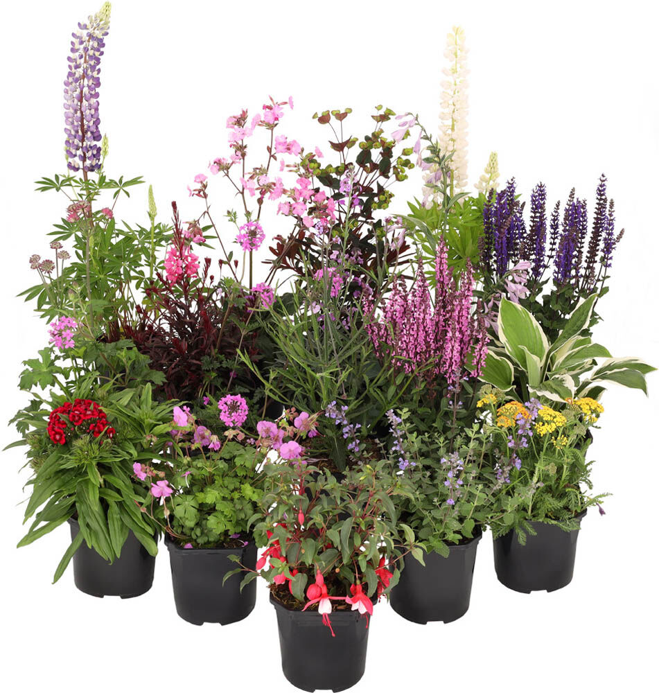 Mix - Vaste planten - Mix - Vaste planten -