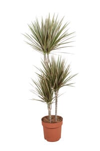 Dracaena (drakenbloedboom) - Kamerplant - 21 cm