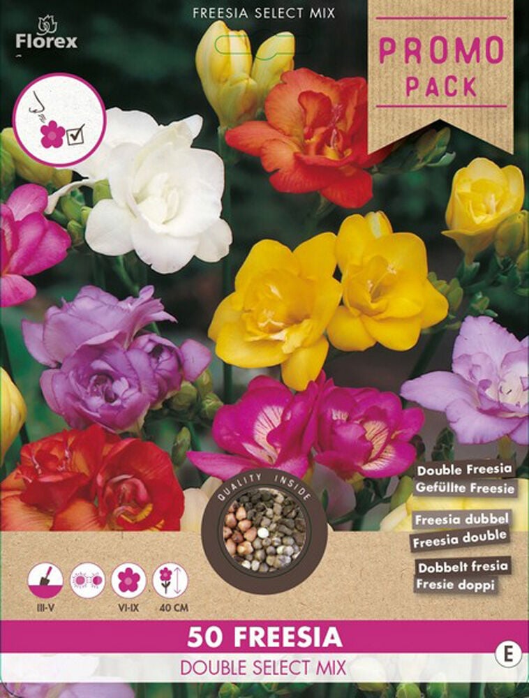 Florex Freesia Dubbel - Bloembollen