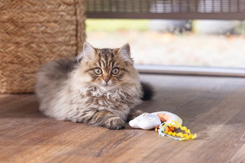 Beeztees Hide n Seek Iris - Kattenspeeltje - Multi