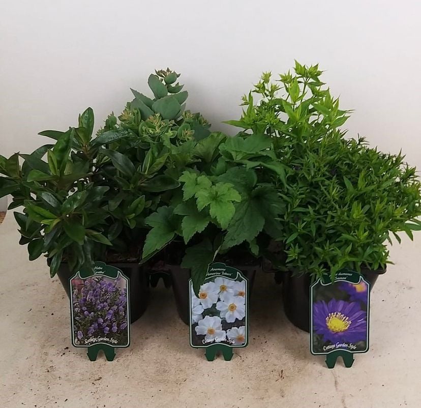 Mix - Vaste planten -