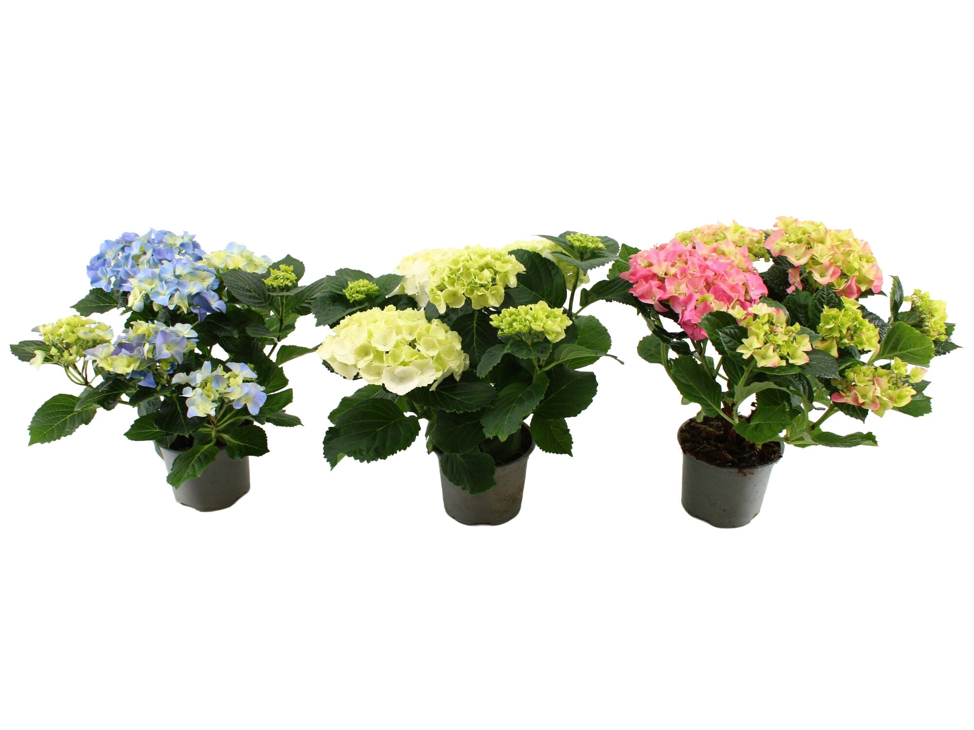 Kamerhortensia - Kamerplant - 13 cm
