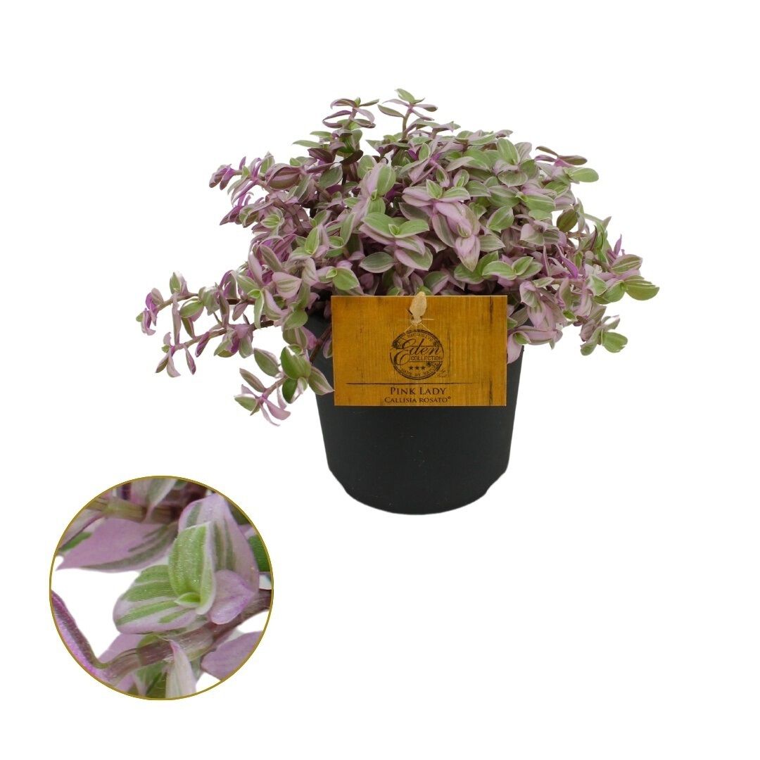 Callisia Rosato - Schilpadplant - Kamerplant