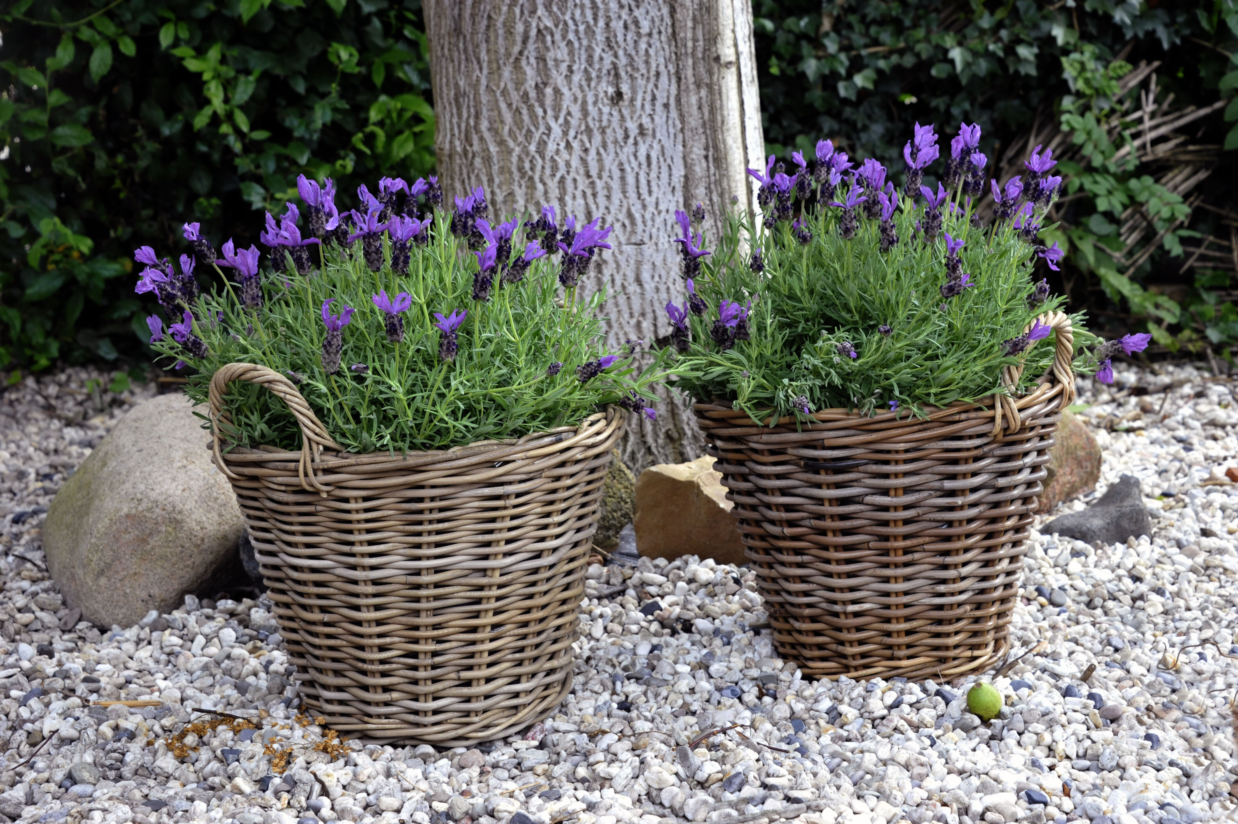 Aardappelmand Lana - 39 cm