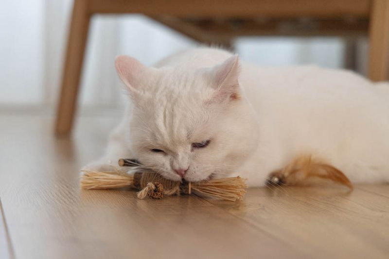 Beeztees Stick Strovy - Kattenspeeltje - Beige