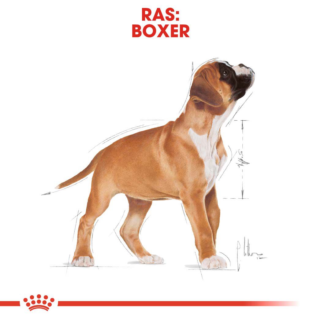 Royal Canin Boxer Junior - Hondenvoer - 12 Kilogram - gevogelte