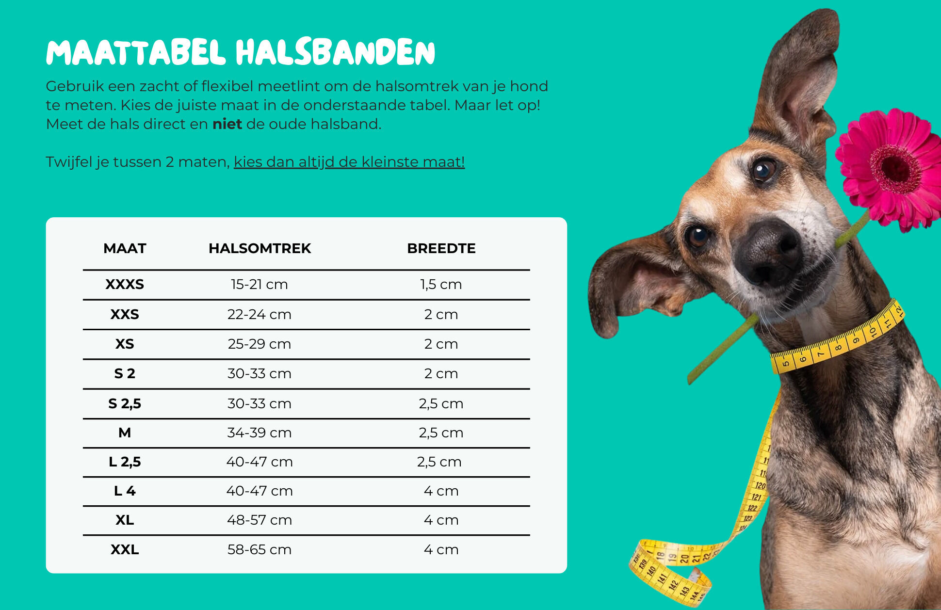 Dwam Rosa - Halsband Hond - Roze - 22 tot 24 cm