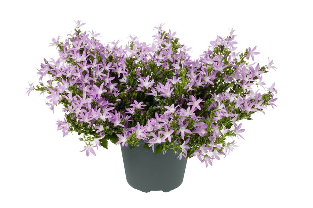 Addenda  Klokjesbloem - Vaste planten -