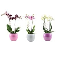 Phalaenopsis (vlinderorchidee) - Kamerplant - 13 cm