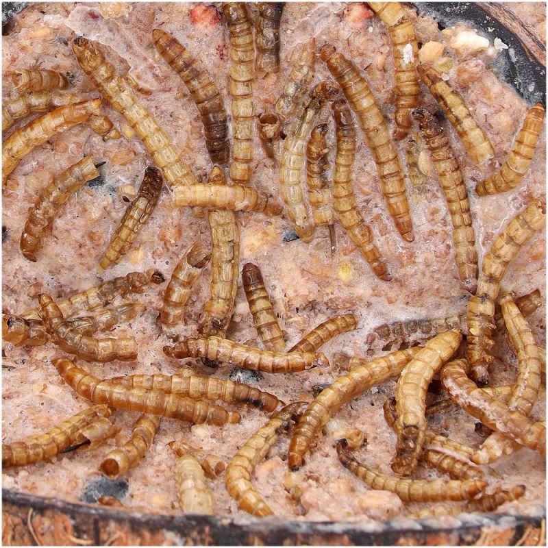 Welkoop - Kokosnoot met Meelwormen - Tuinvogelvoer - 380 Gram - Meelwormen