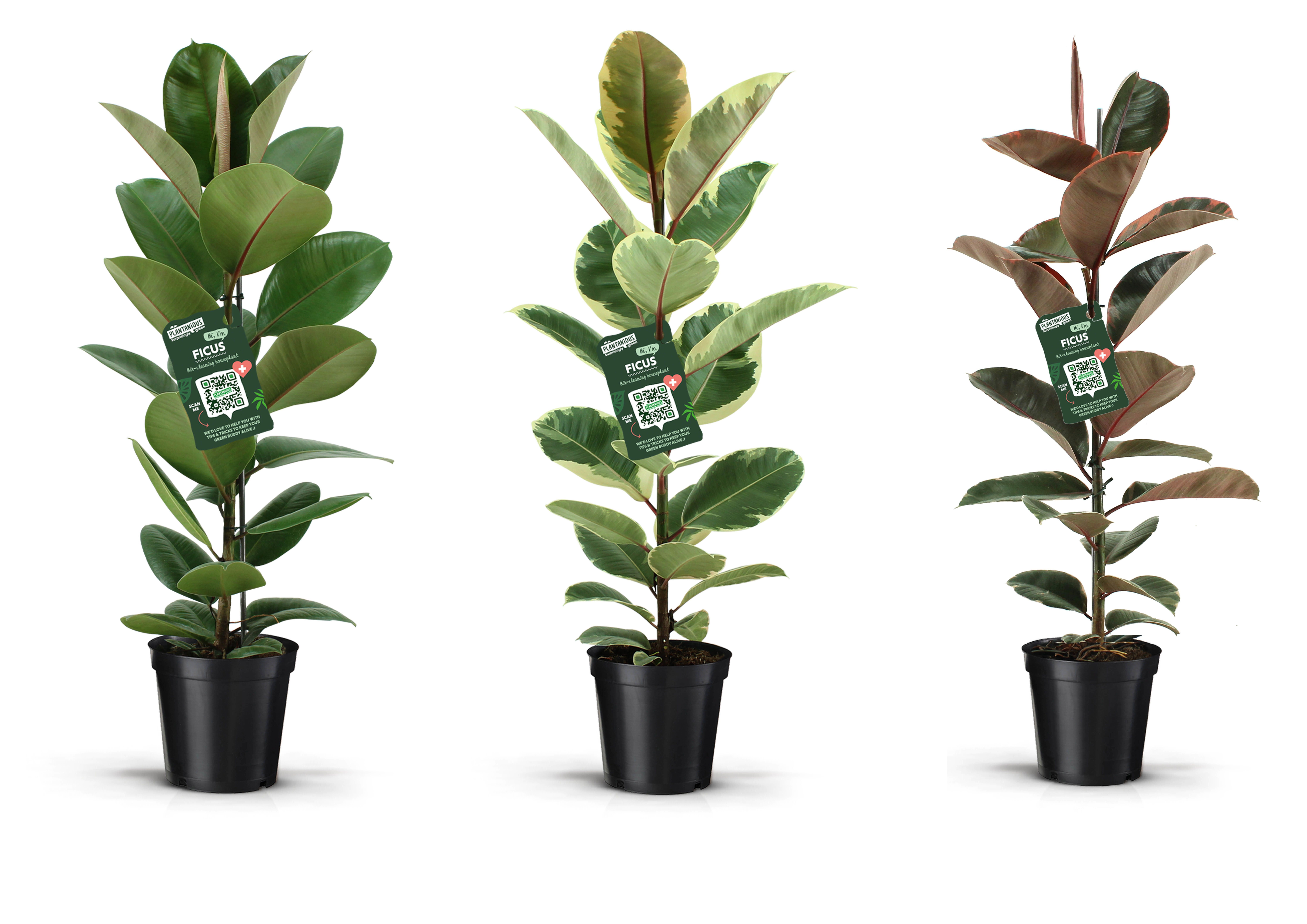 Ficus Elastica (rubberplant) - Kamerplant