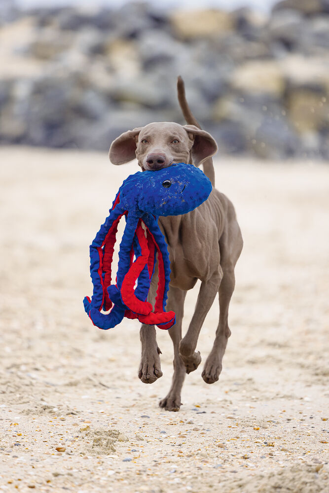 Beeztees Octopus Amy Knuffel - Hondenspeelgoed - blauw - 5x16x56 cm