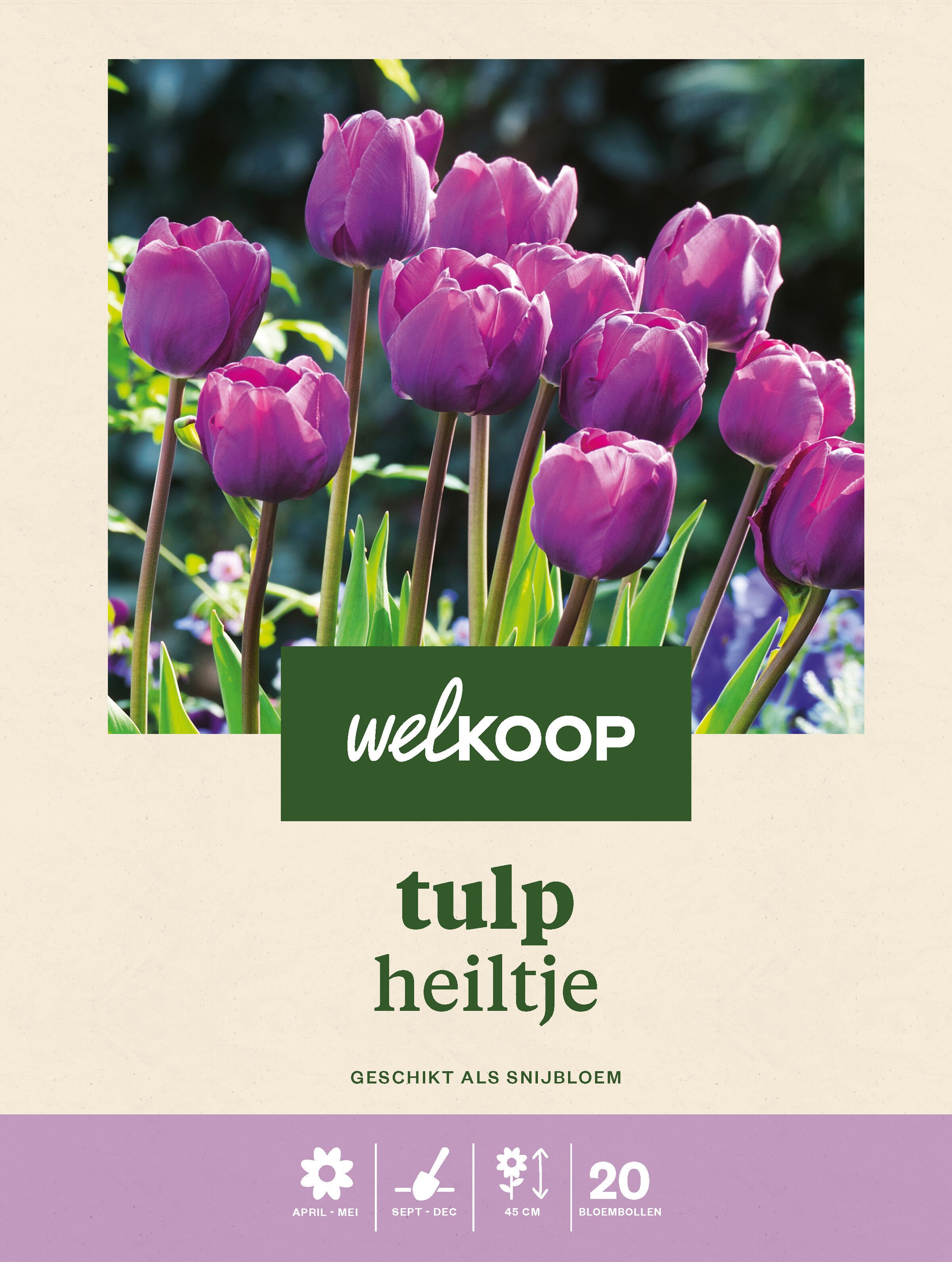 Welkoop Tulp Heiltje - Bloembollen