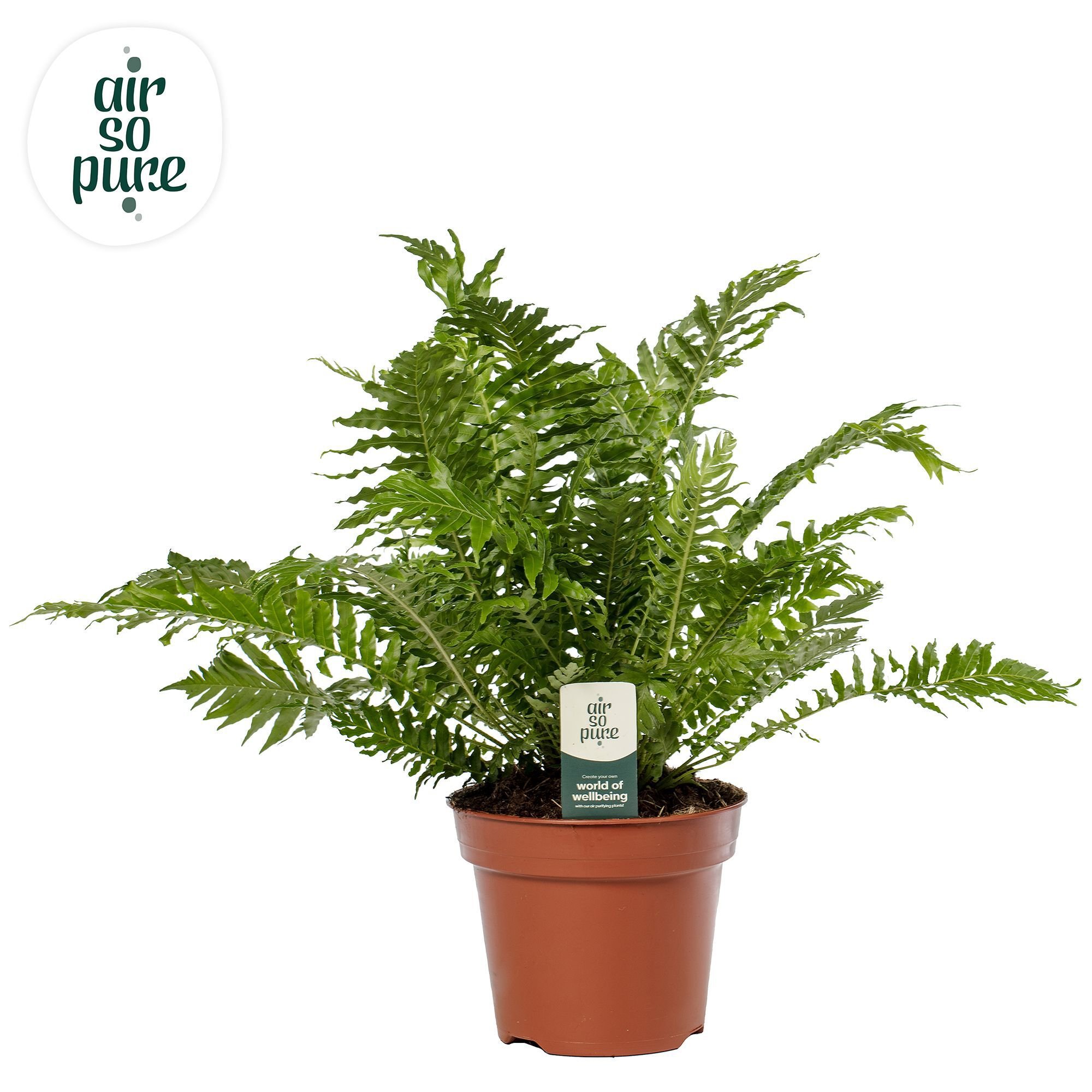 Blechnum 'Silver Lady' (dubbelloofvaren) - Kamerplant - 17 cm Blechnum 'Silver Lady' (dubbelloofvaren) - Kamerplant - 17 cm