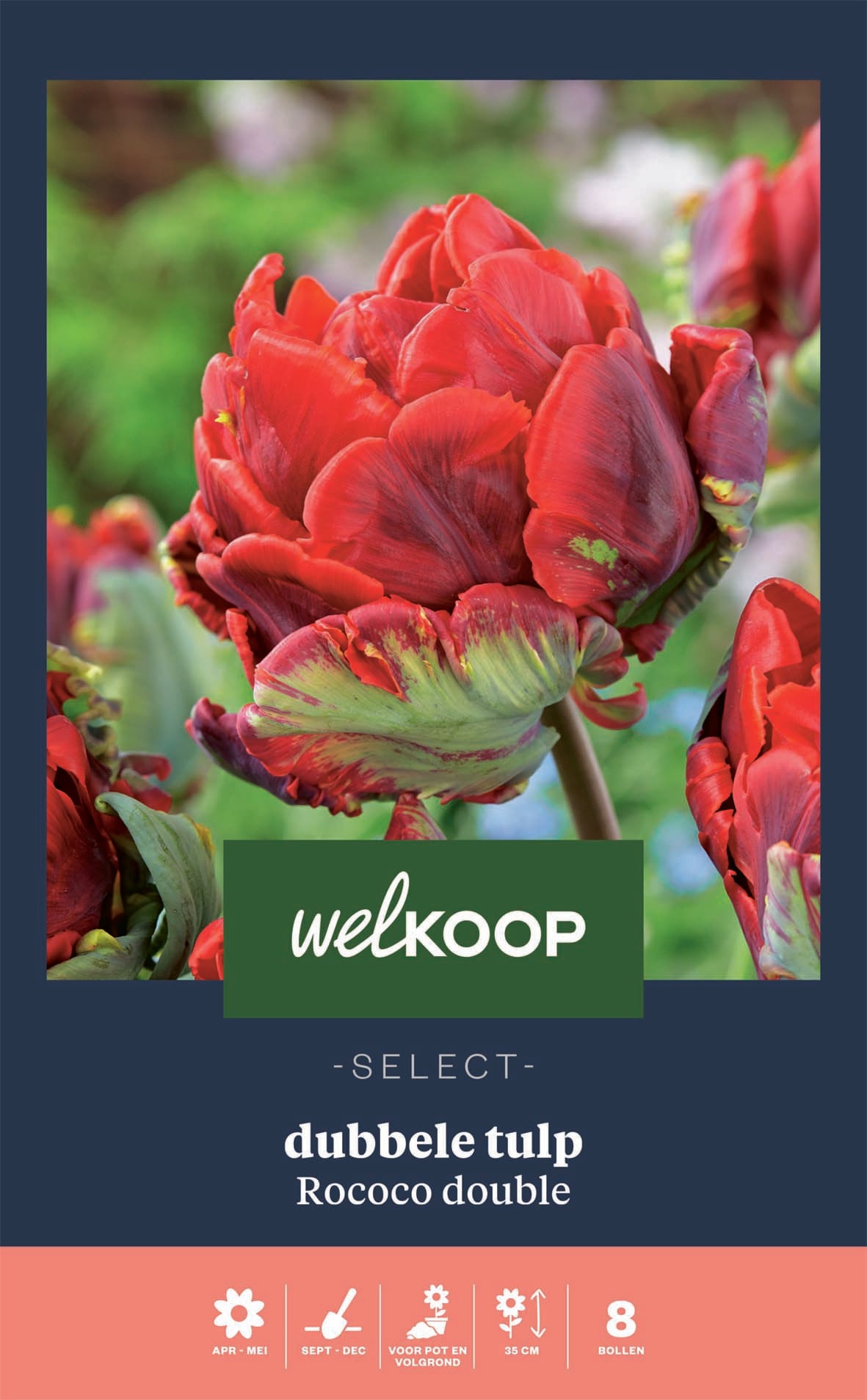 Welkoop Select Tulp Rococo Double - Bloembollen